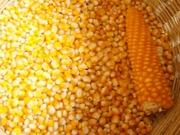 Кукуруза продовольственная/ фуражная
