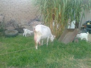 Коза дойная,  зааненская,  молодая,  с козлятами